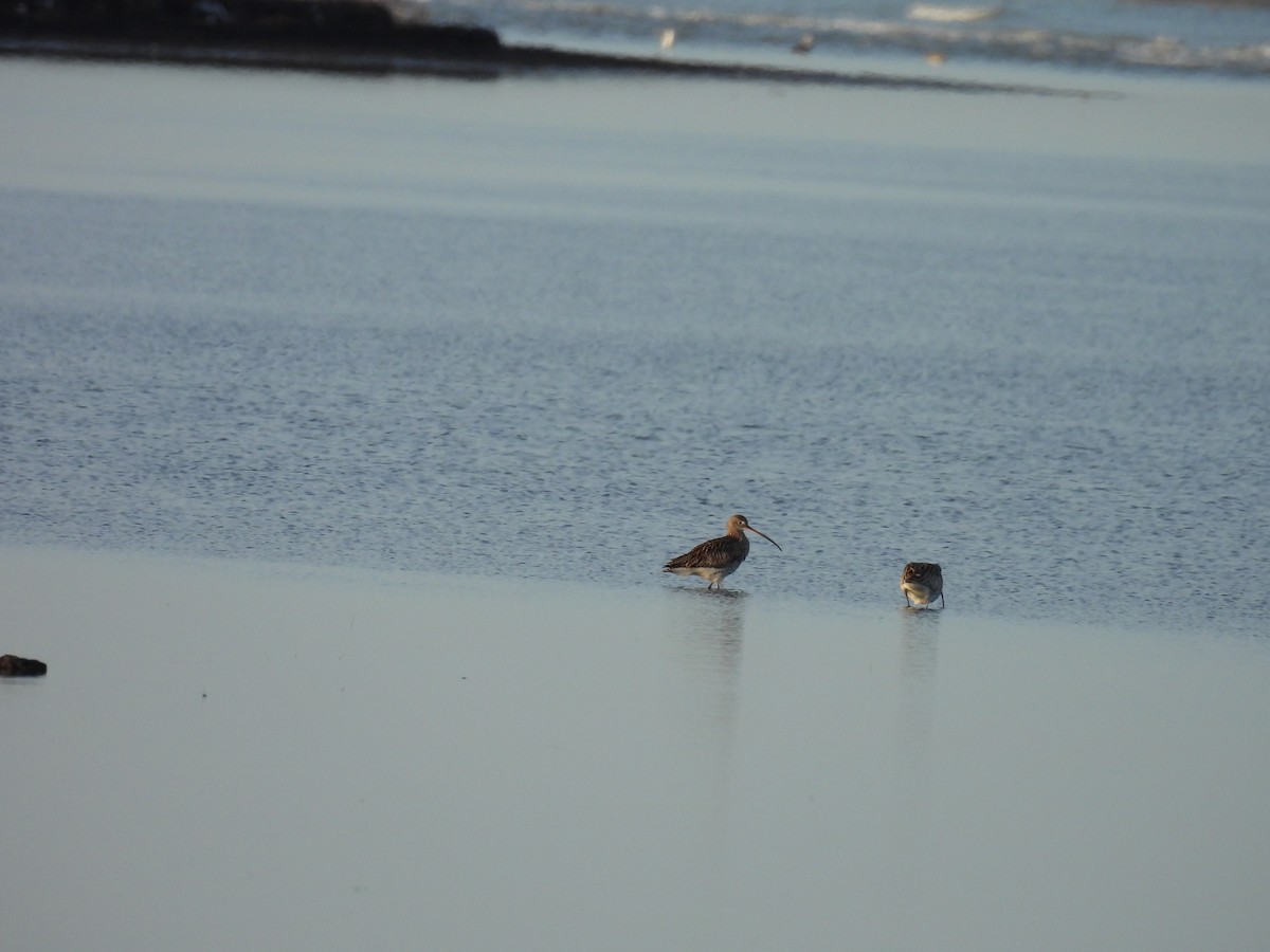 Eurasian Curlew - ML617890873