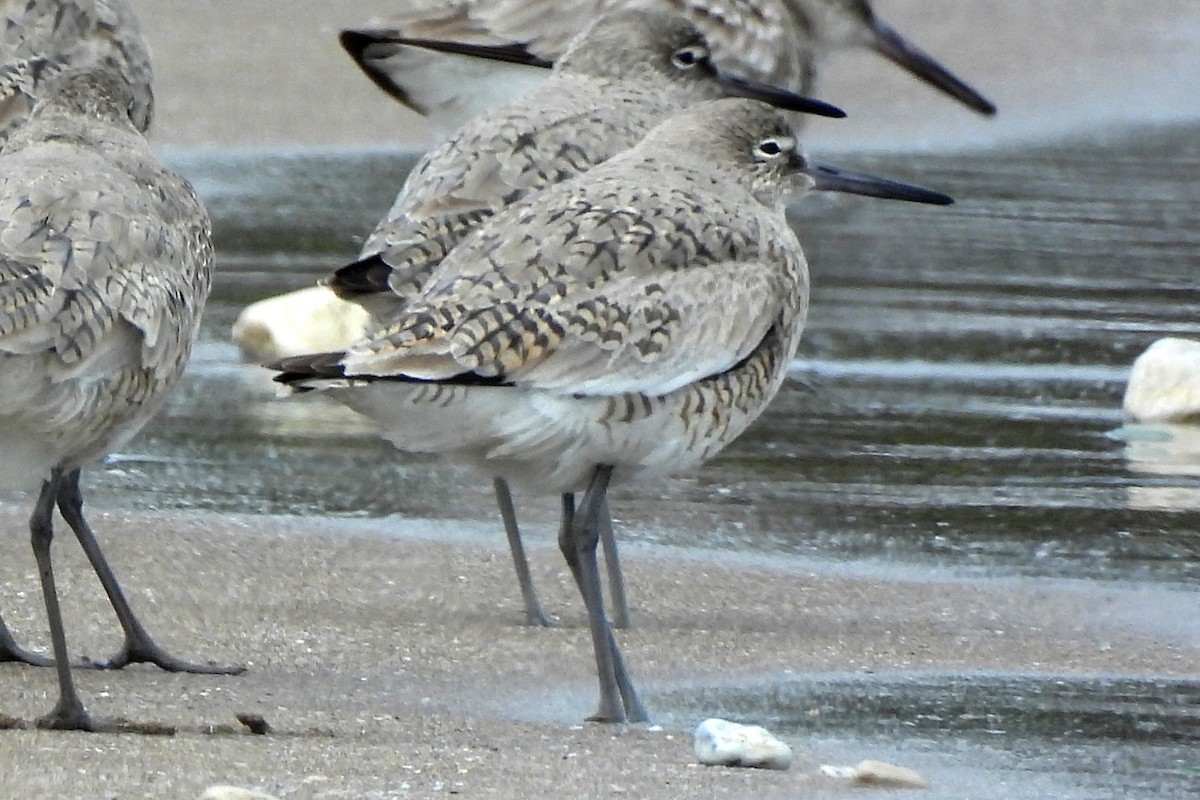 Willet - Nancy Buis