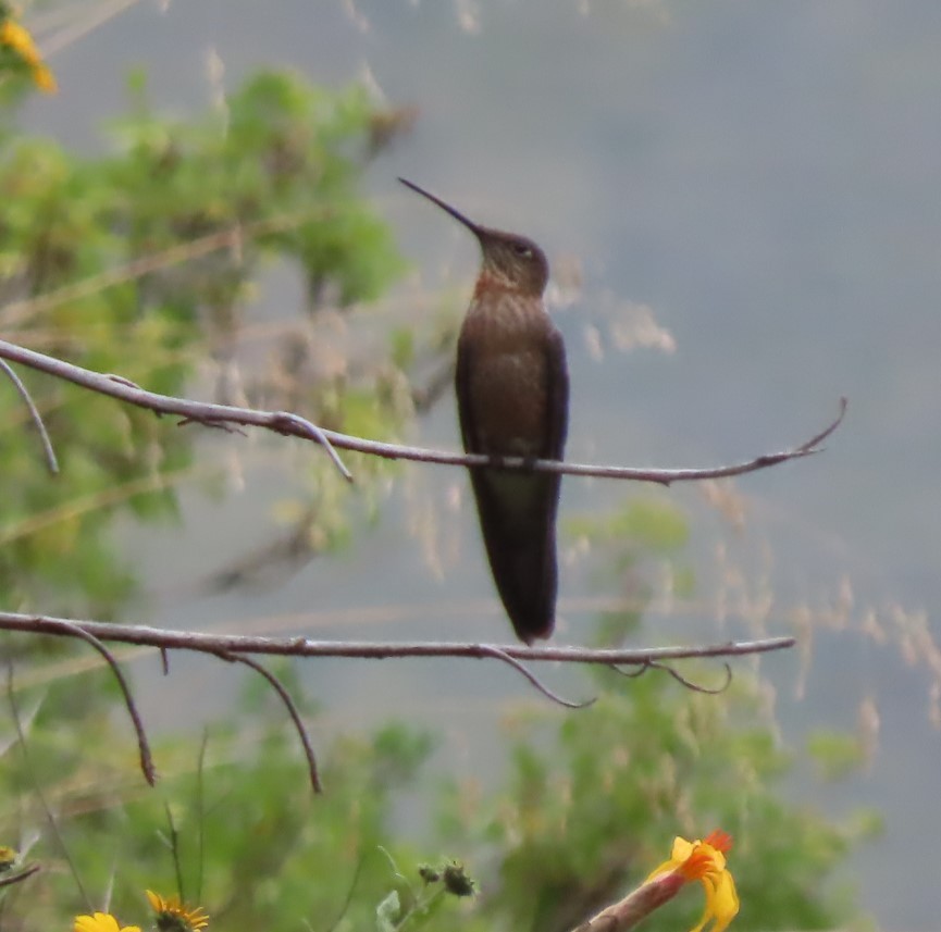 Giant Hummingbird - ML617890942