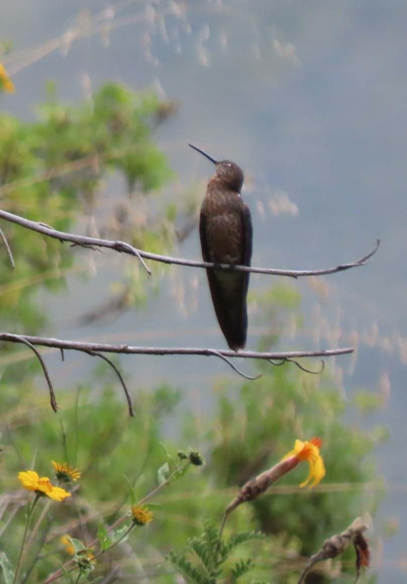 Giant Hummingbird - ML617890943