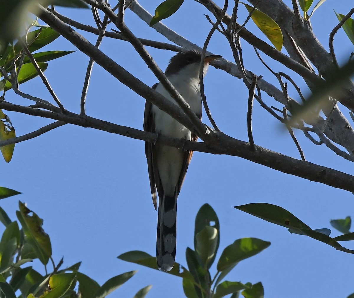 Yellow-billed Cuckoo - Sharon Lynn