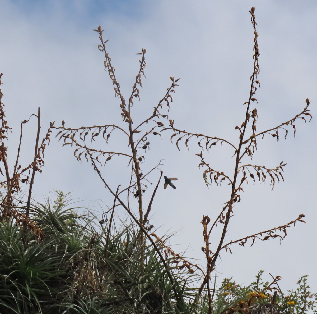 Giant Hummingbird - ML617890968