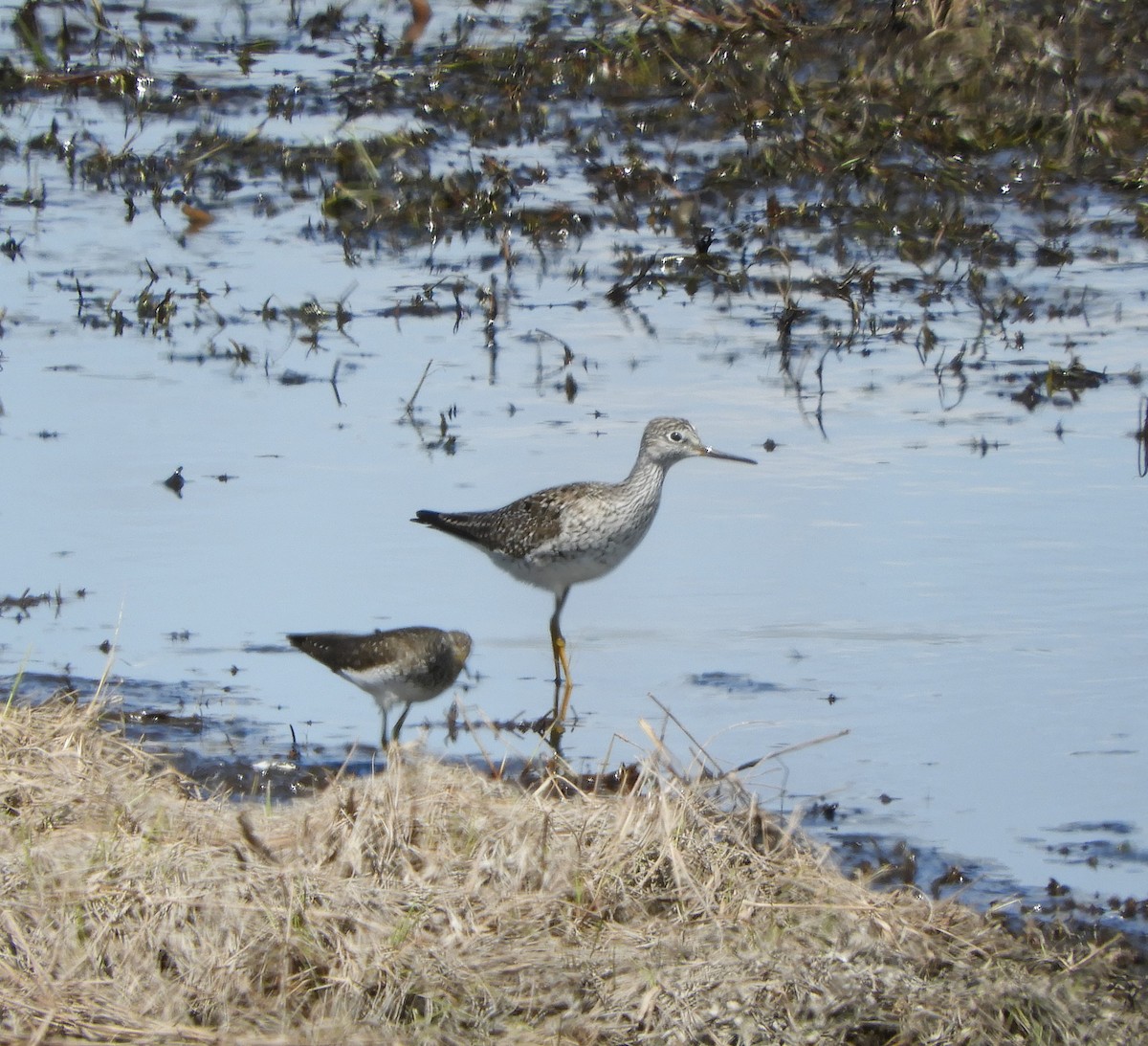 Lesser Yellowlegs - ML617890973