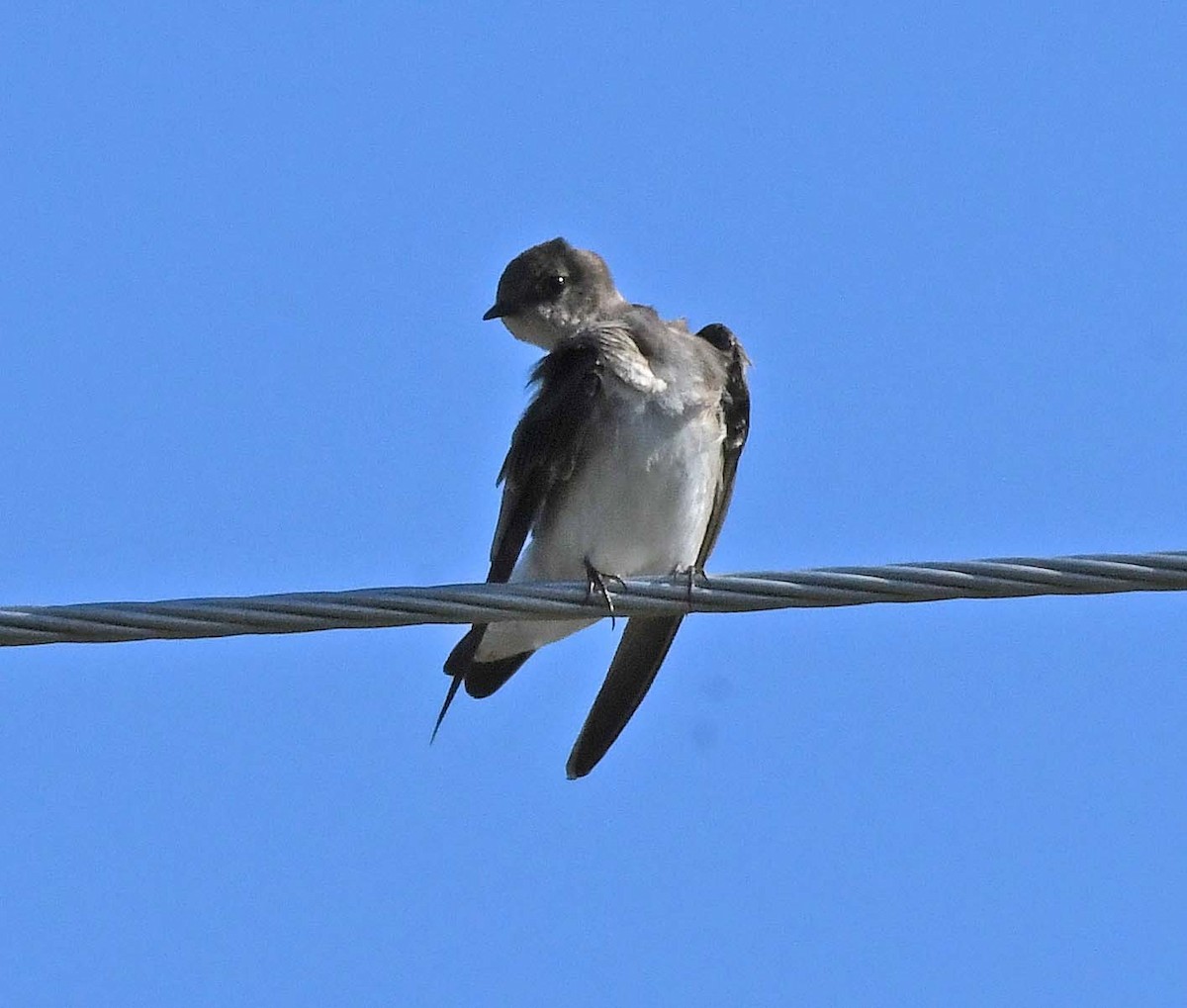 Northern Rough-winged Swallow - Sharon Lynn