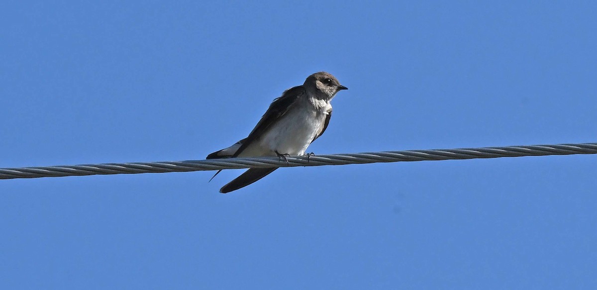 Northern Rough-winged Swallow - Sharon Lynn