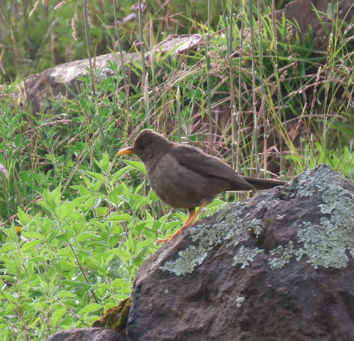 Chiguanco Thrush - ML617890990