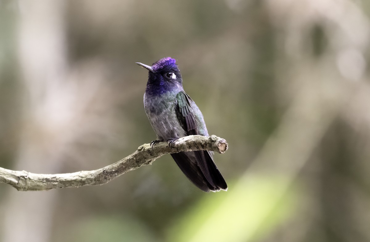 Violet-headed Hummingbird - ML617890995