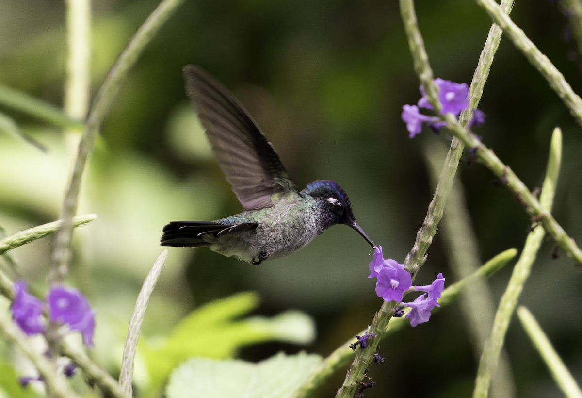 Violet-headed Hummingbird - ML617891000