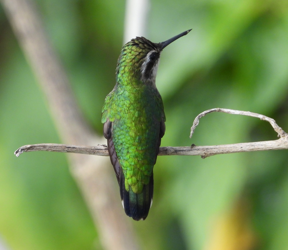kolibřík venezuelský - ML617891011