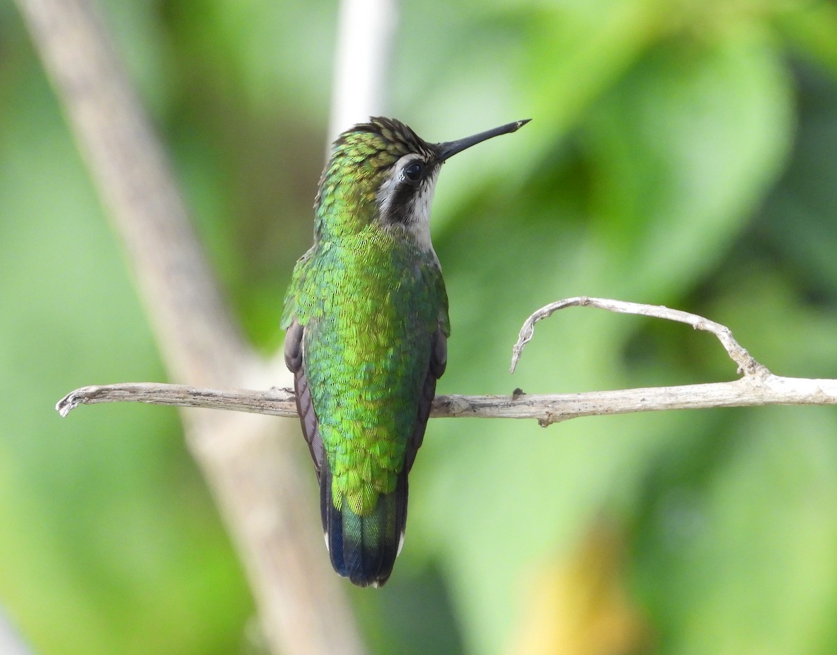 kolibřík venezuelský - ML617891012
