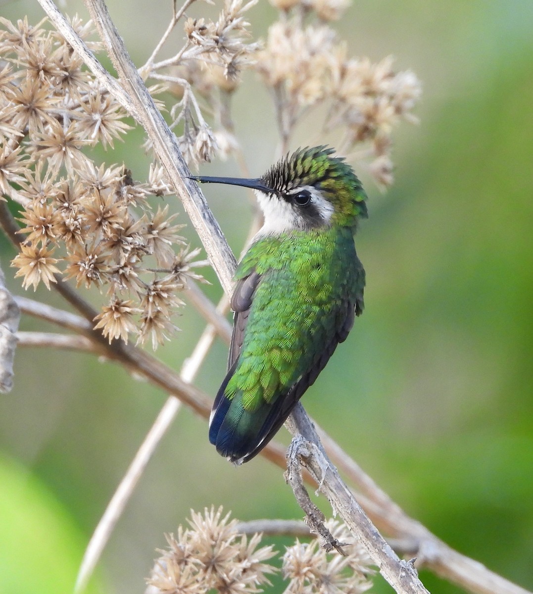 kolibřík venezuelský - ML617891014