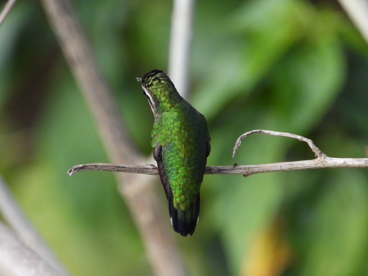 kolibřík venezuelský - ML617891015
