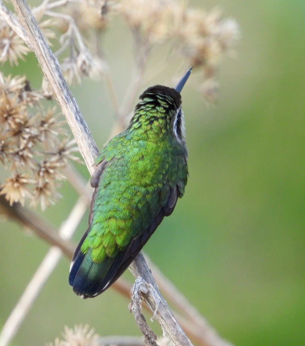 kolibřík venezuelský - ML617891017