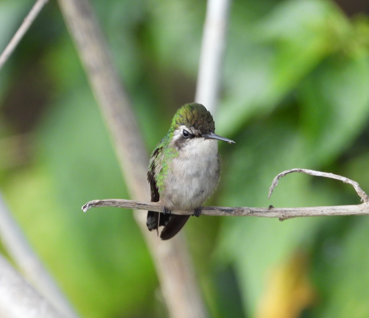kolibřík venezuelský - ML617891018