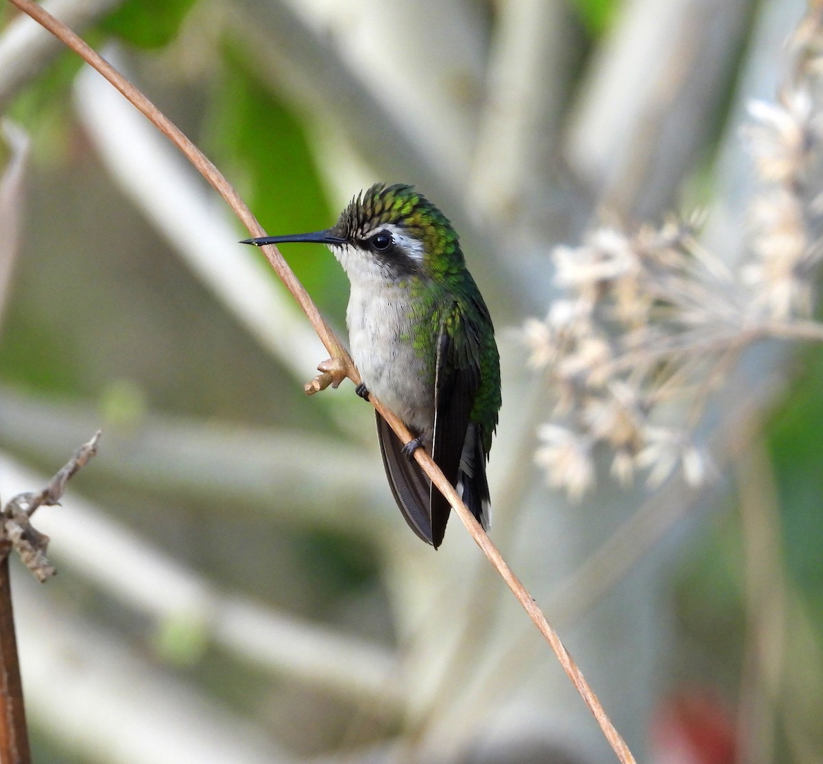 kolibřík venezuelský - ML617891024