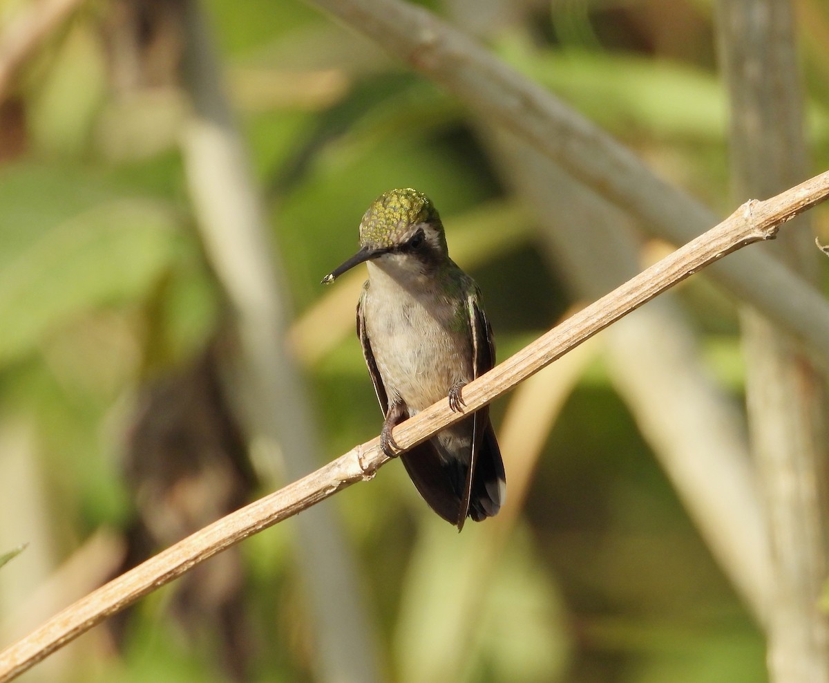 kolibřík venezuelský - ML617891025