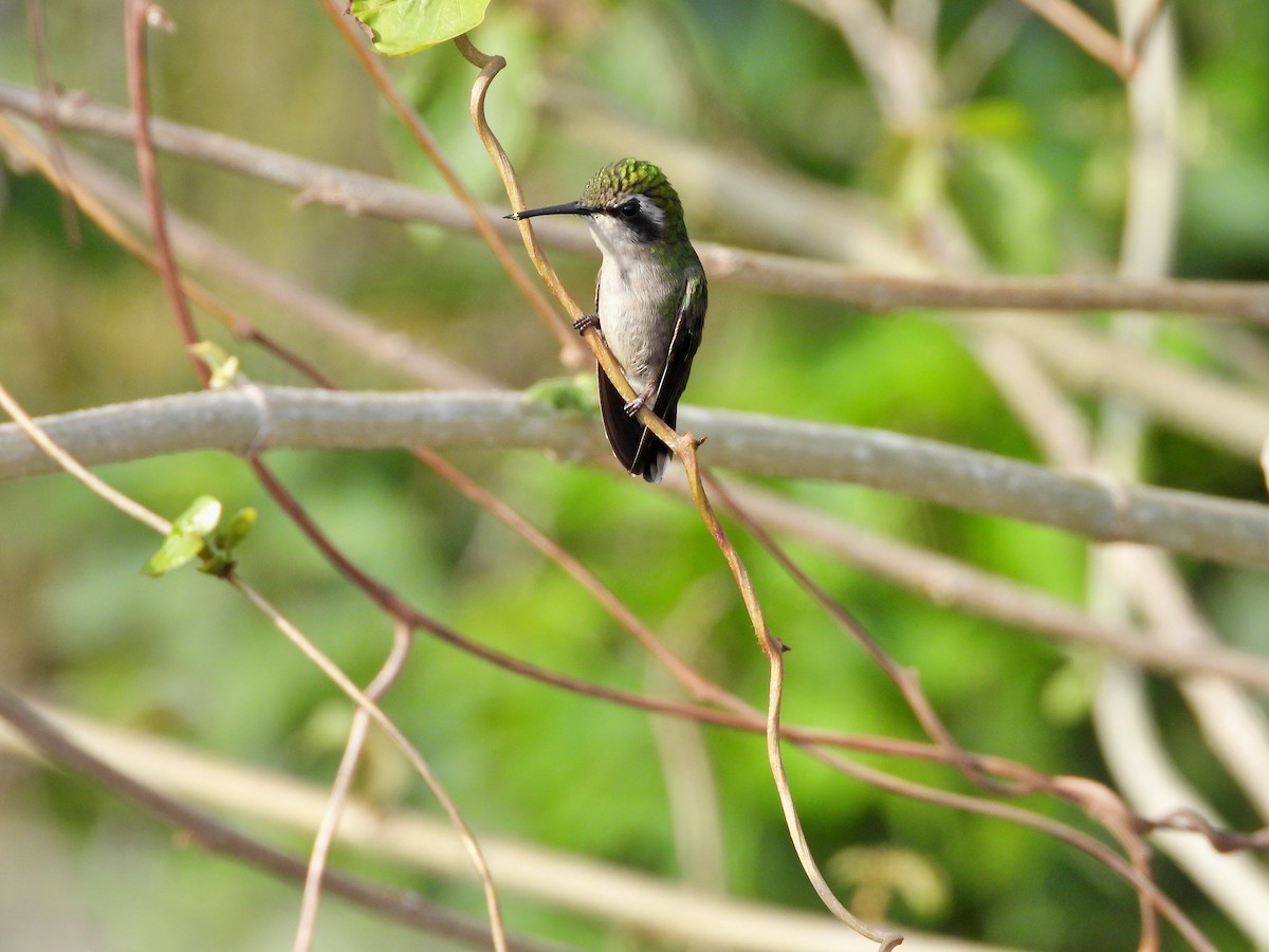 kolibřík venezuelský - ML617891027