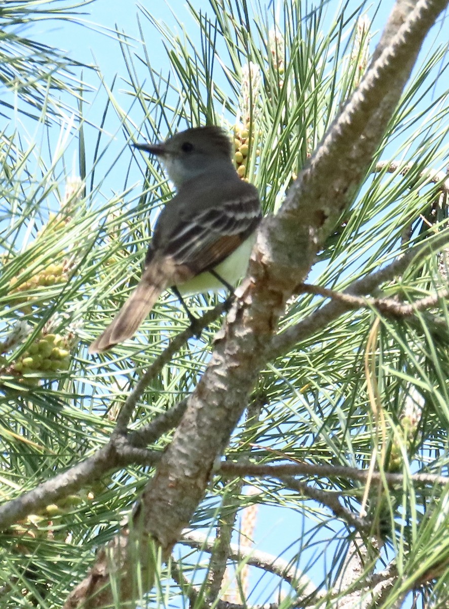 Ash-throated Flycatcher - ML617891072