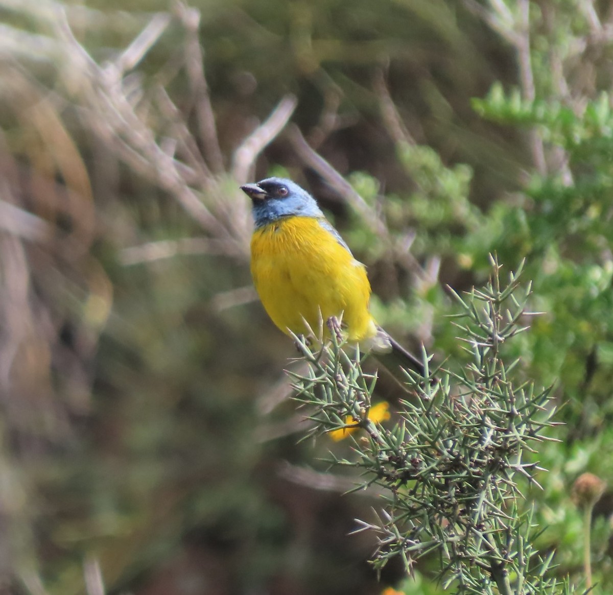 Blue-and-yellow Tanager - ML617891073