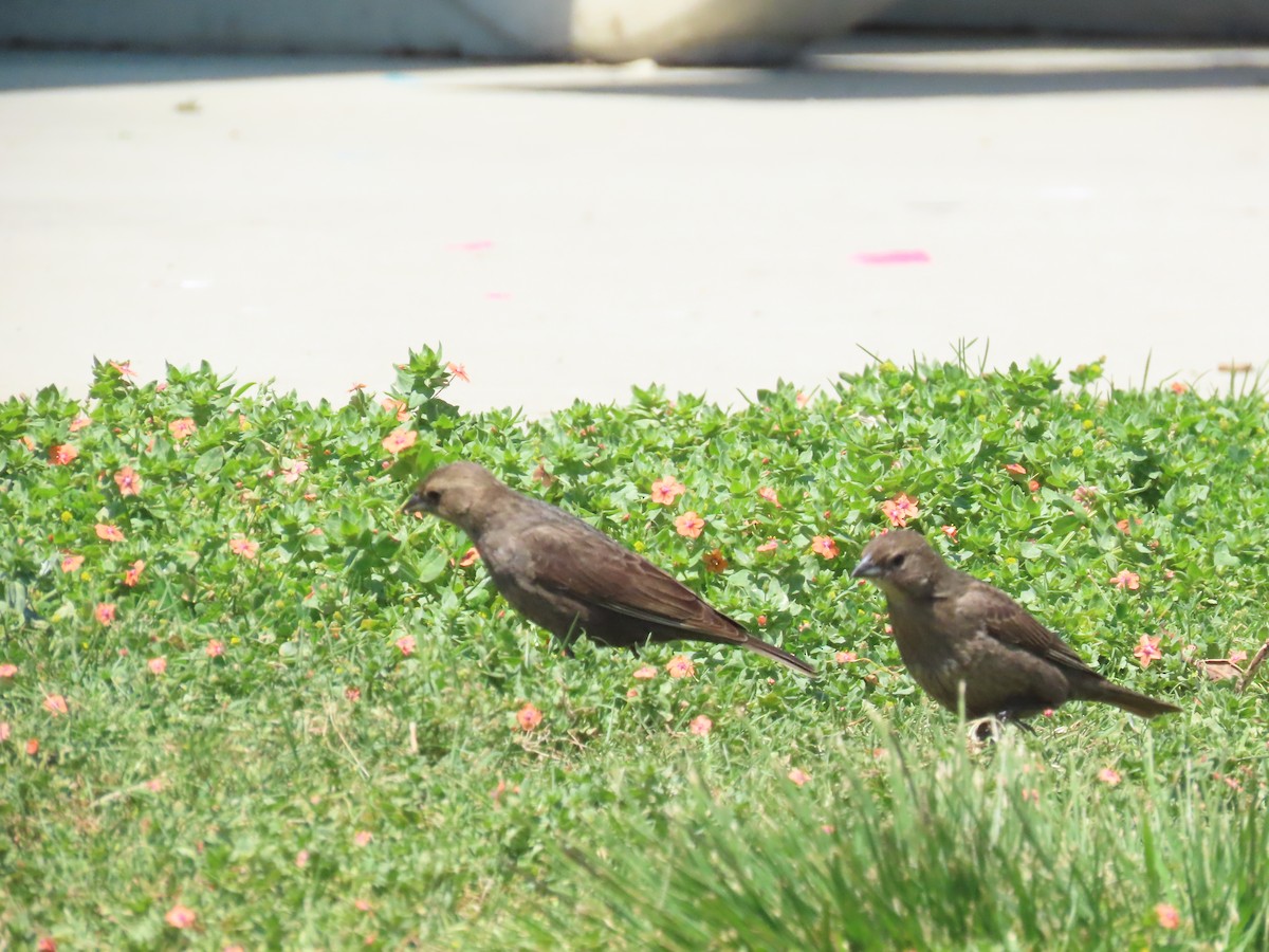 Brown-headed Cowbird - ML617891077