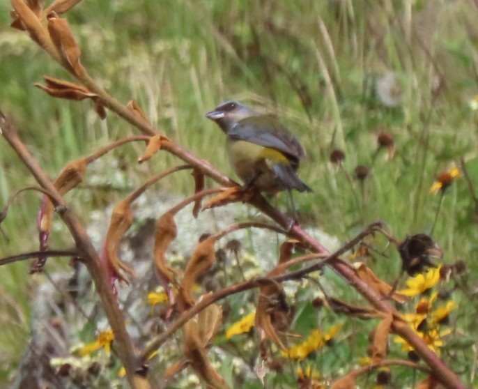 Blue-and-yellow Tanager - ML617891083