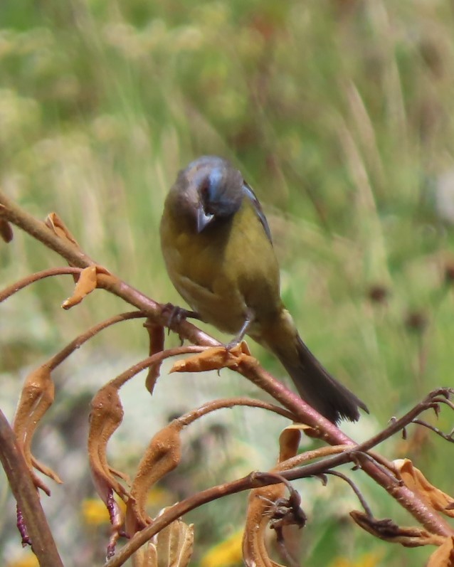 Blue-and-yellow Tanager - ML617891084