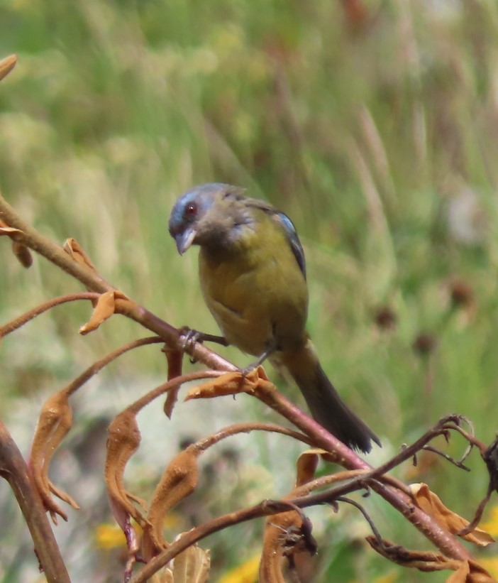 Blue-and-yellow Tanager - ML617891085