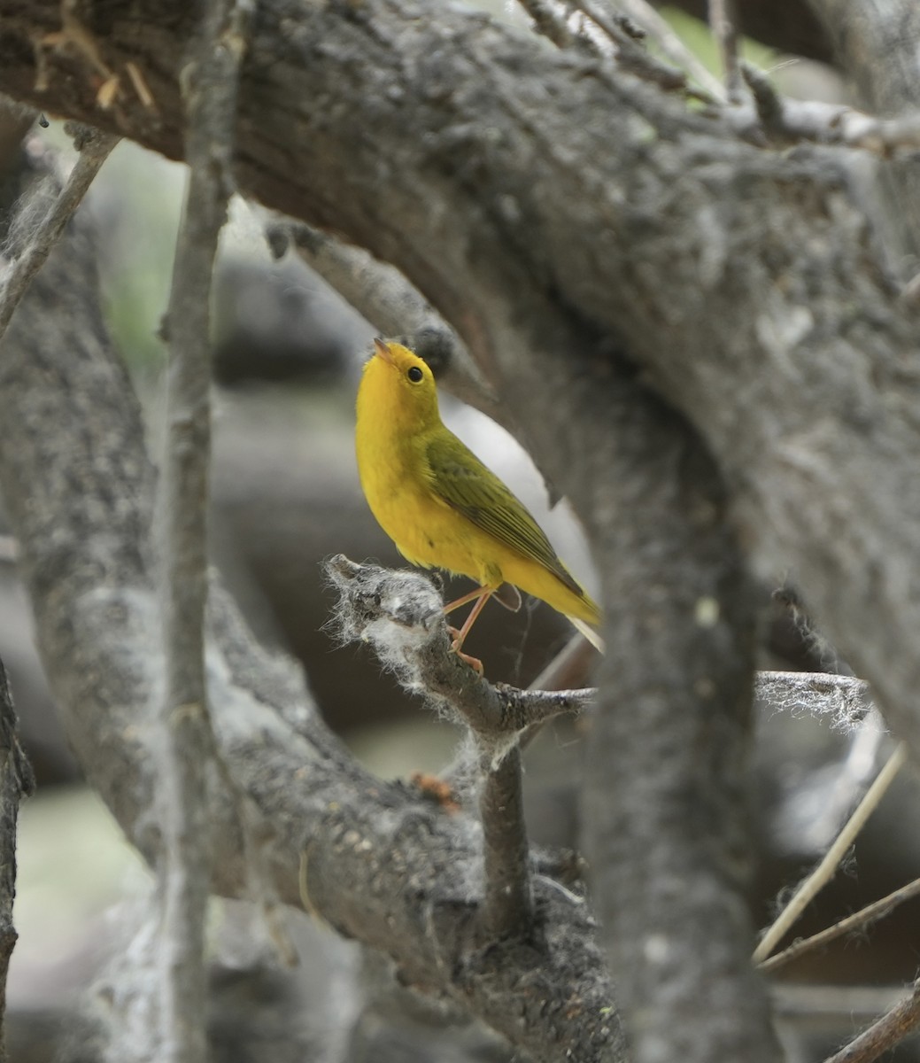 Wilson's Warbler - ML617891118