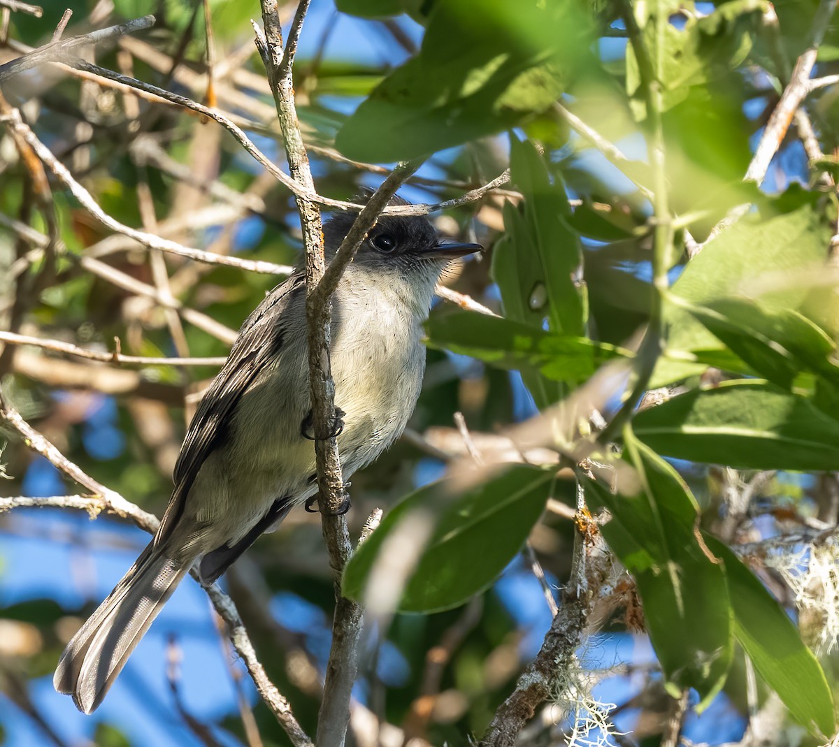 Hispaniolan Pewee - Mel Senac