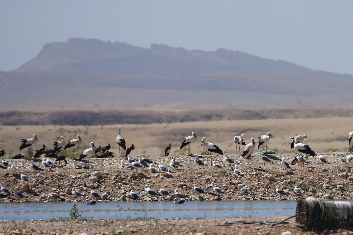 Abdim's Stork - Hidde Bult