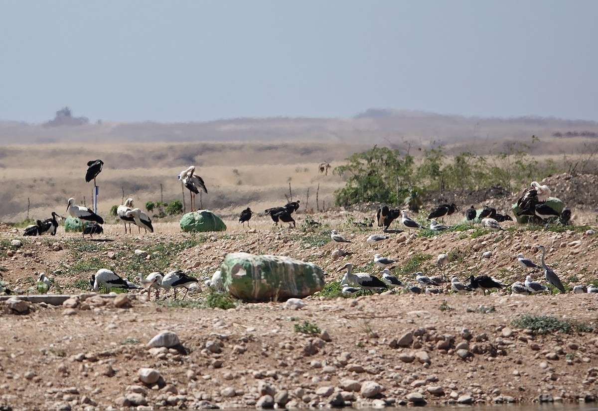 Abdim's Stork - Hidde Bult