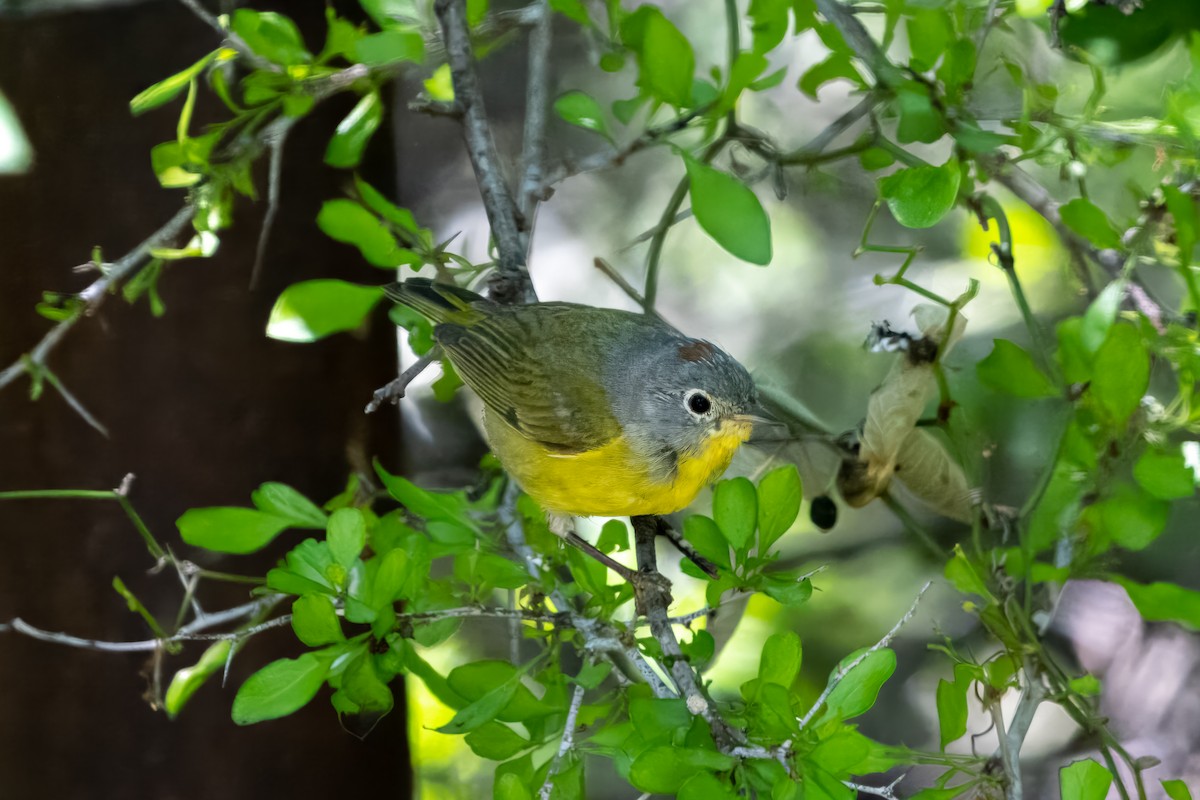 Nashville Warbler - ML617891165