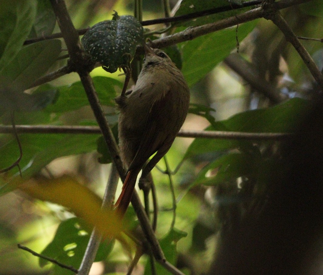 Pallid Spinetail - ML617891197