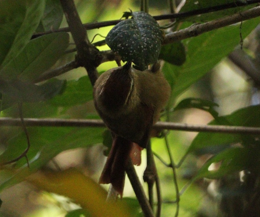 Pallid Spinetail - ML617891199