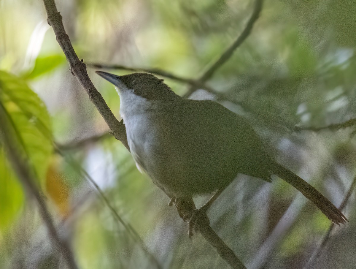 Western Chat-Tanager - ML617891201