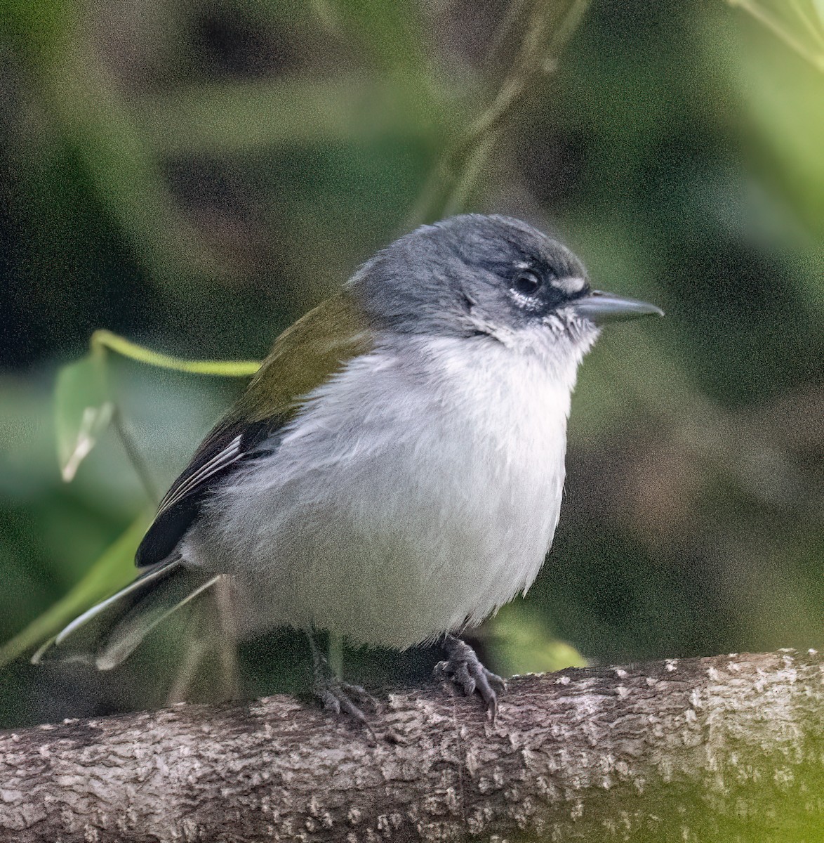 White-winged Warbler - Mel Senac