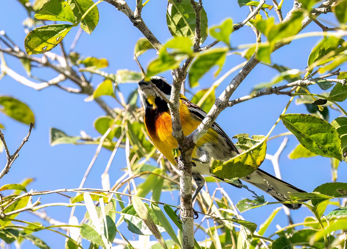 Hispaniolan Spindalis - Mel Senac