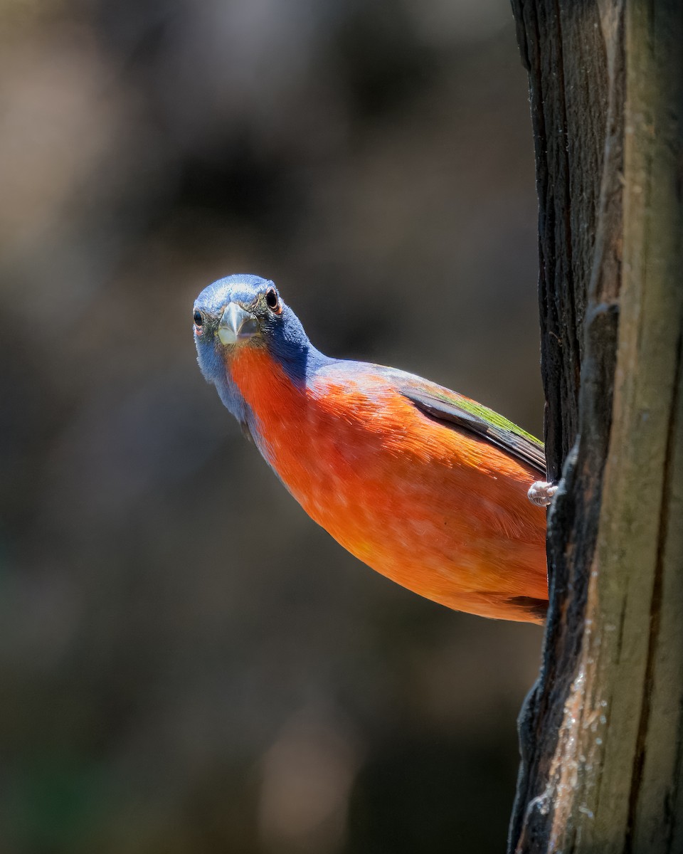 Painted Bunting - Eric Stone