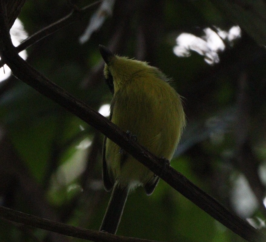 Gray-headed Tody-Flycatcher - ML617891215