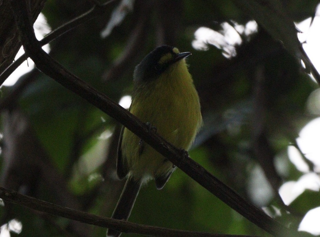 Gray-headed Tody-Flycatcher - ML617891216