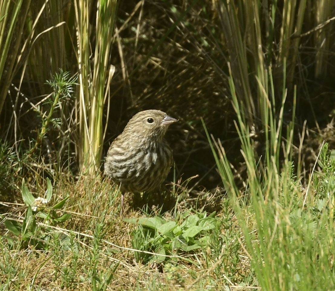 Plumbeous Sierra Finch - Eugenia Boggiano