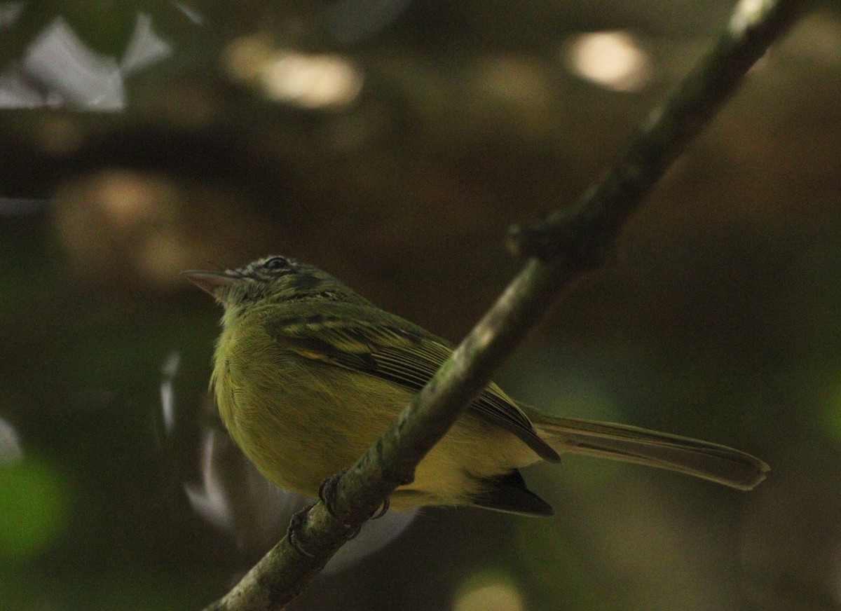 Yellow-olive Flatbill - Rubélio Souza