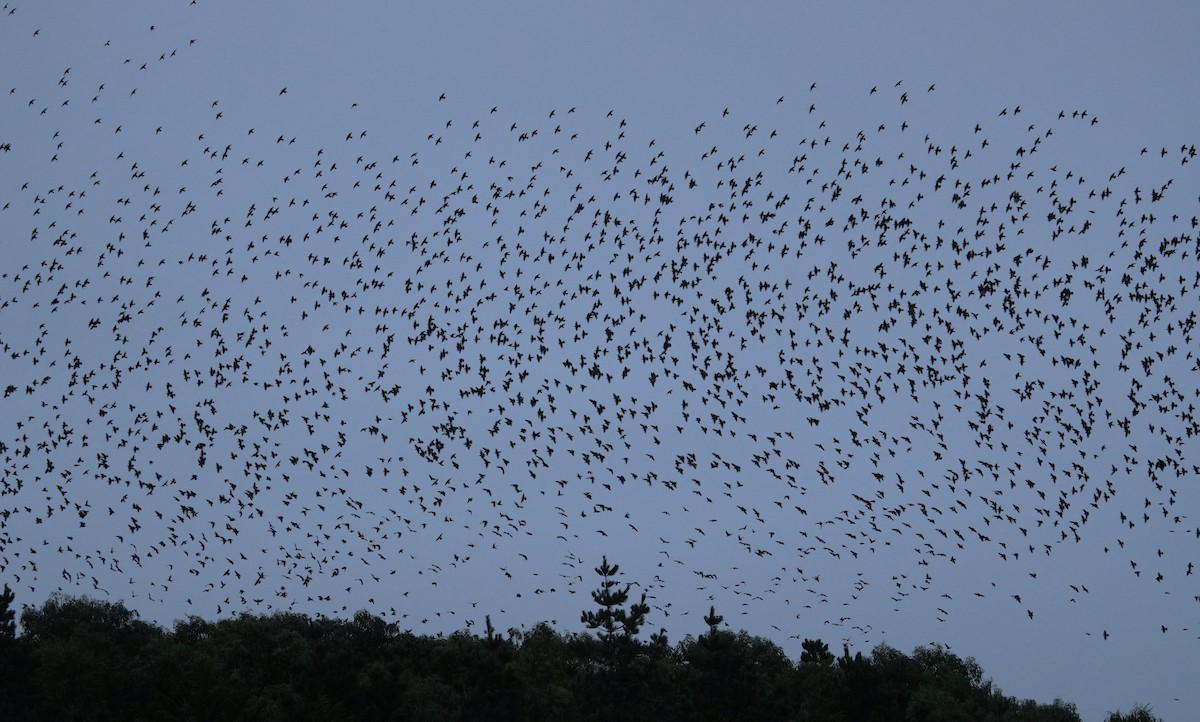 European Starling - Ulises Cabrera Miranda