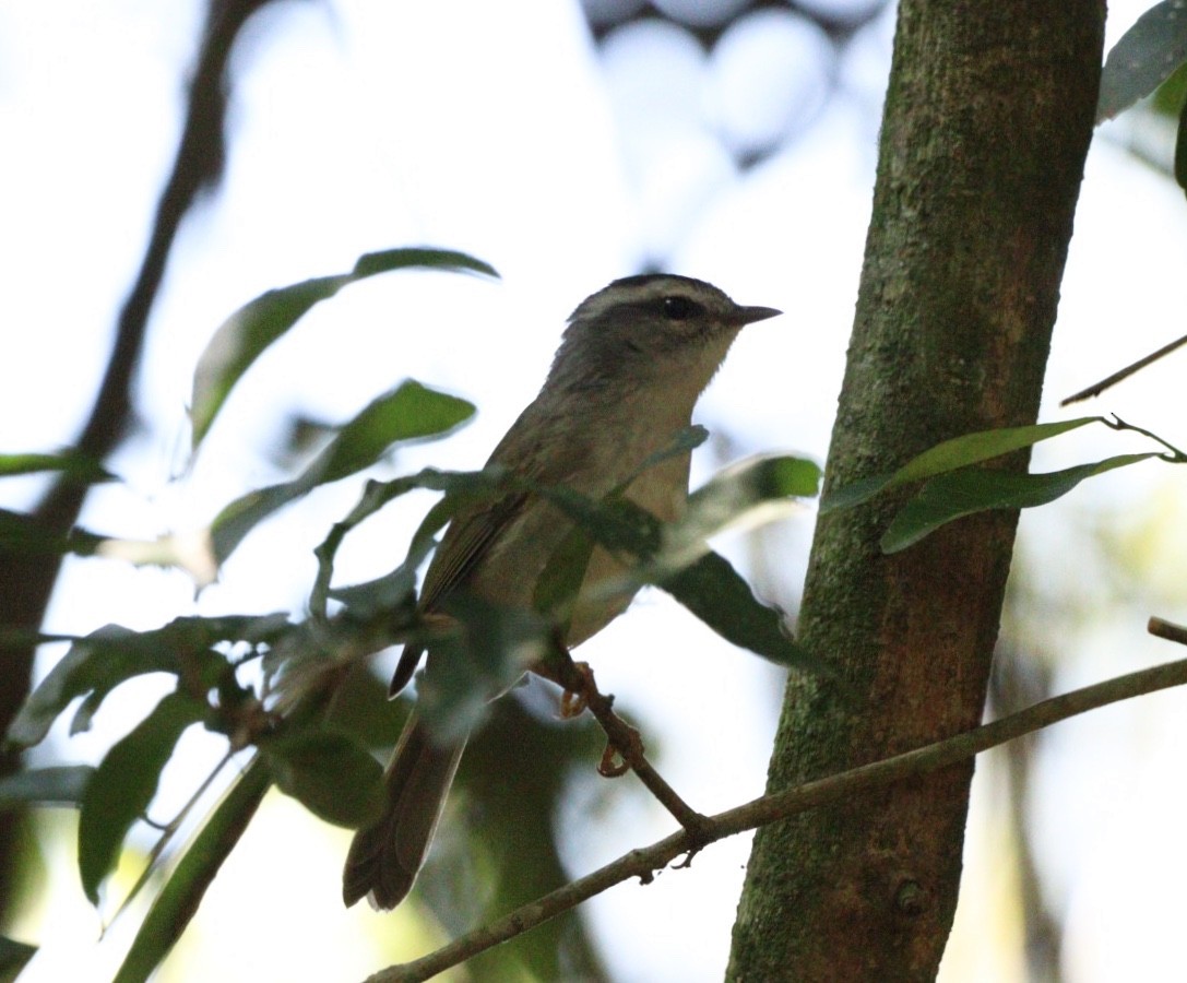 Golden-crowned Warbler - Rubélio Souza