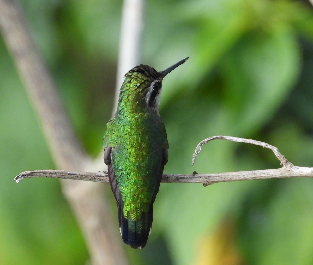 kolibřík venezuelský - ML617891283