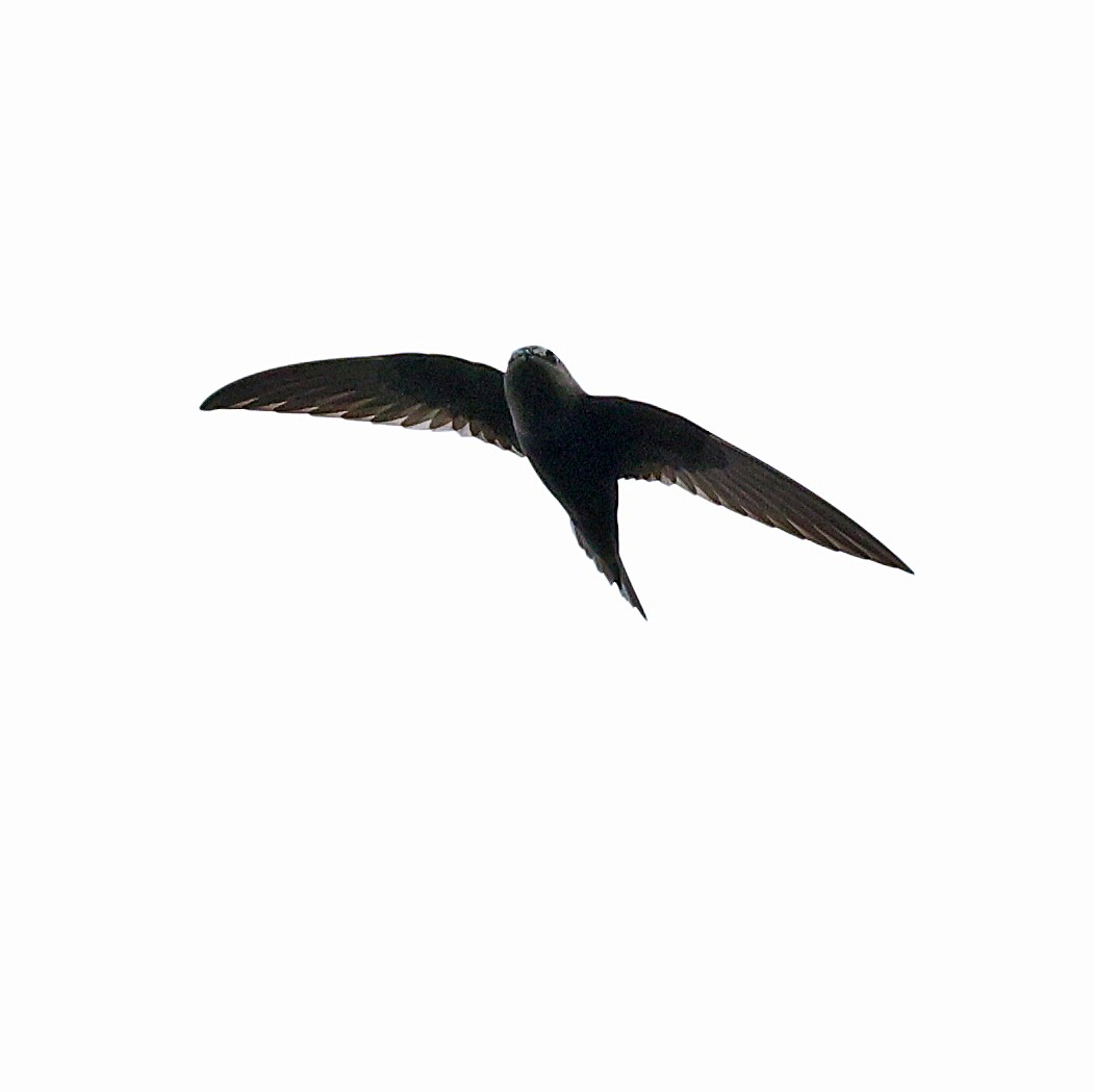 Black Swift - ML617891284