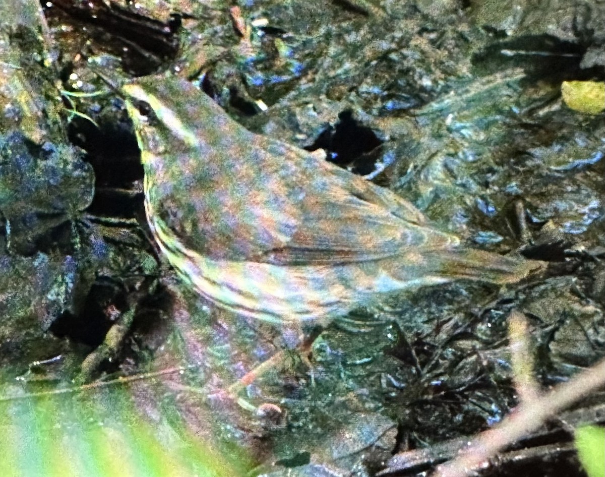 Louisiana/Northern Waterthrush - ML617891288