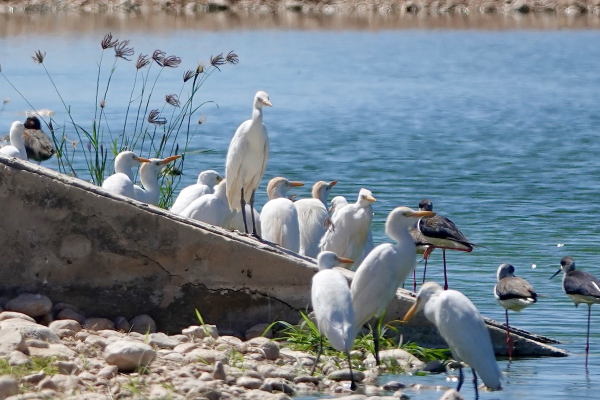 Western Cattle Egret - ML617891297