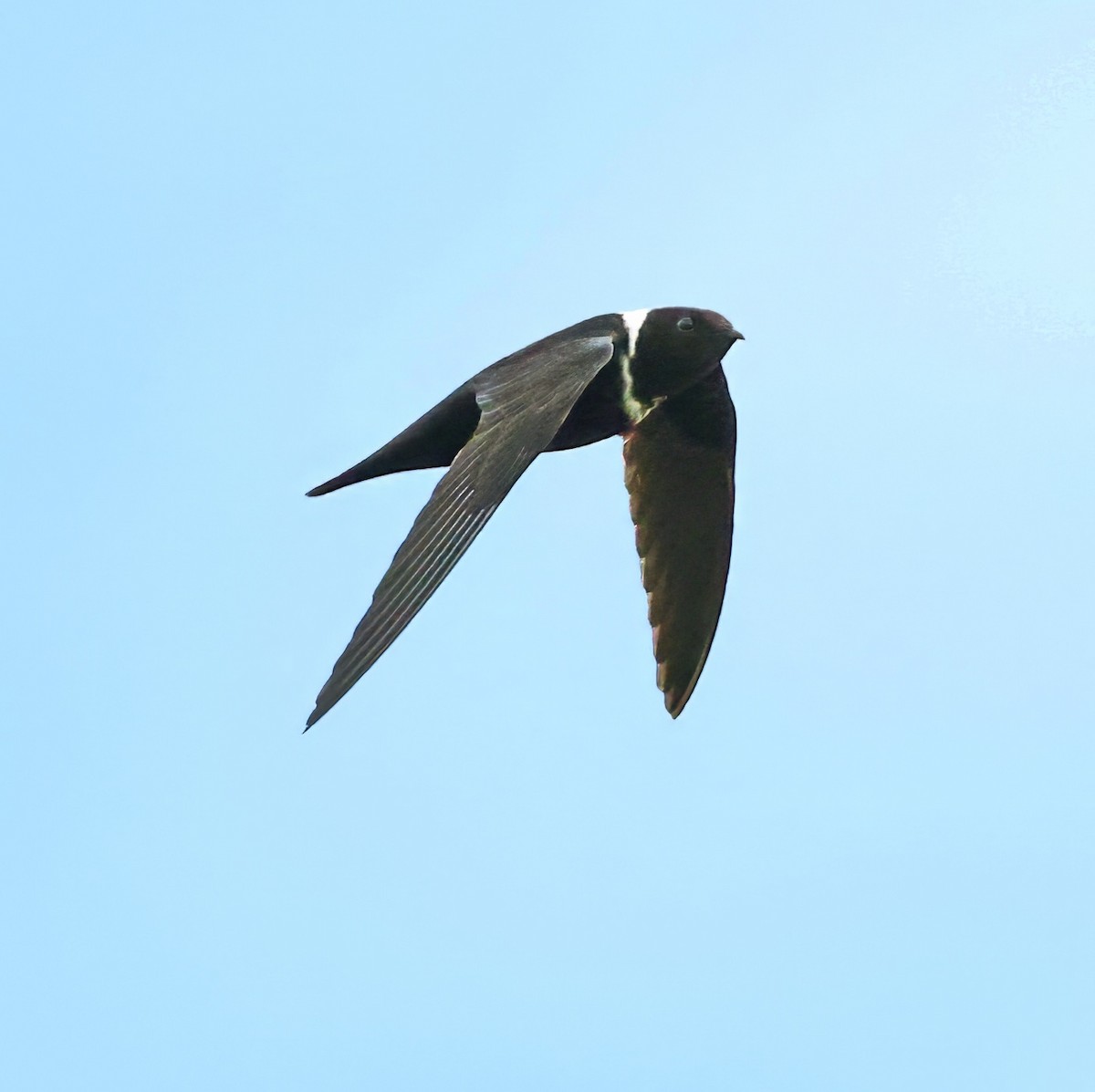 White-collared Swift - ML617891302