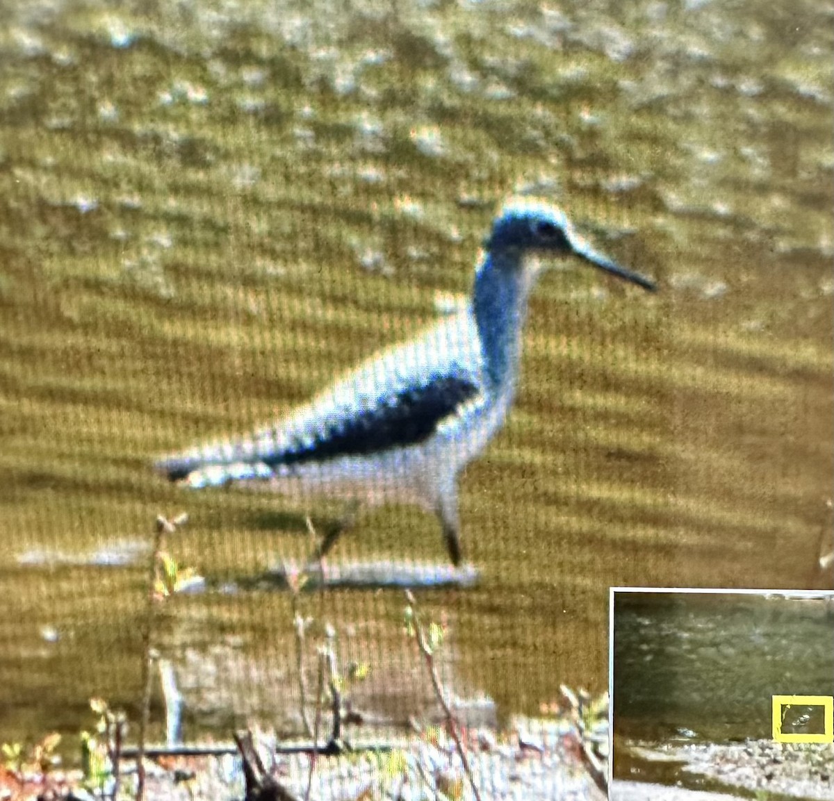 Solitary Sandpiper - ML617891319